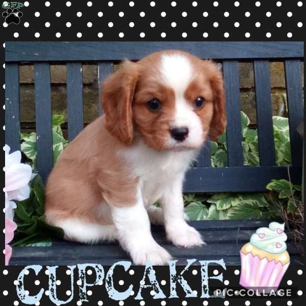 CUPCAKE, Cavalier King Charles Spaniel Puppy